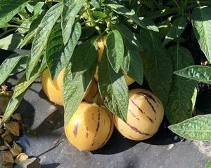 人参果的种植时间和方法（一步步教你如何种植人参果）