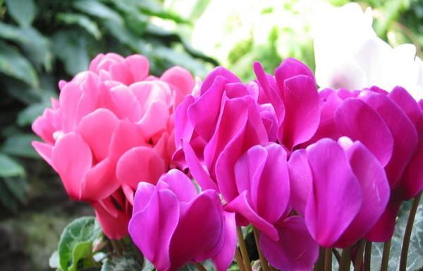 以仙客来花语，传递心灵的语言（用花语传递情感与祝福）