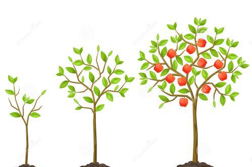 人参果种植的时间与生长周期详解（掌握人参果种植的时间）