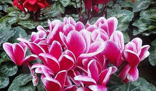 以仙客来花语（唤醒沉睡的花朵）
