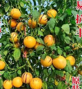 人参果种子的最佳种植时间（为您详解人参果种子的种植时间和注意事项）