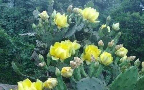 仙人掌的花语与寓意（揭开仙人掌花语的神秘面纱）