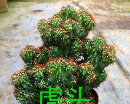 仙人掌在风水中的寓意和象征（揭秘仙人掌的吉祥之道）