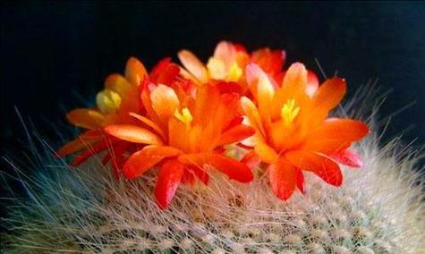 仙人掌花的花语及象征意义（探秘仙人掌花的神秘与美丽）