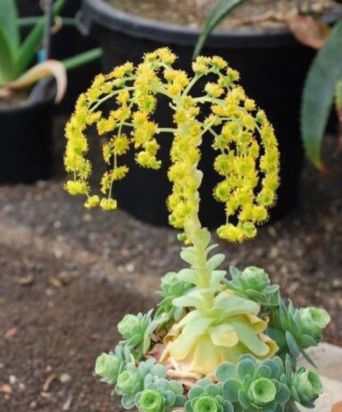 仙人掌开花的奇迹（掌握仙人掌开花之道）