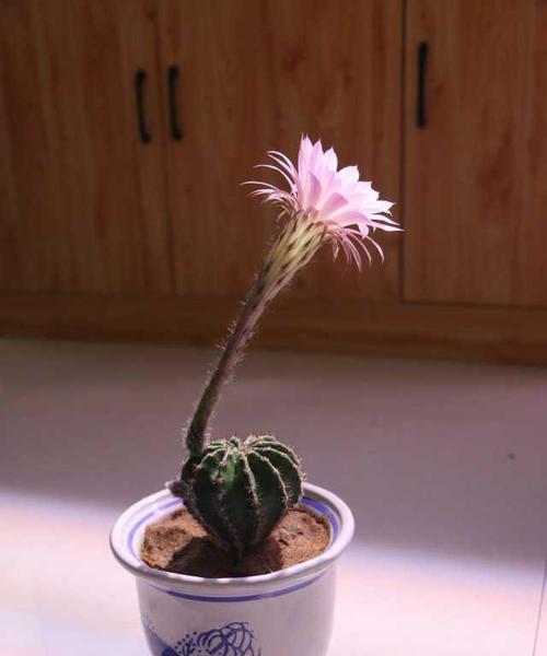 仙人掌开花的奇迹（掌握仙人掌开花之道）