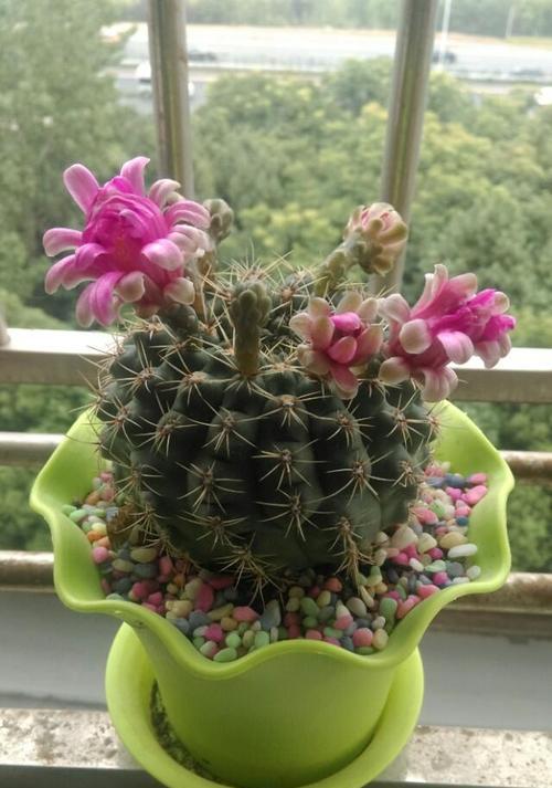 仙人掌开花的寓意与启示（探寻仙人掌开花的奇妙世界）
