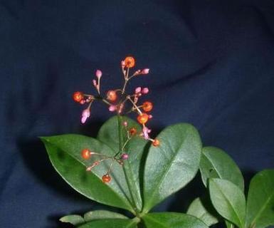 人参的发芽长叶期（掌握人参生长规律）