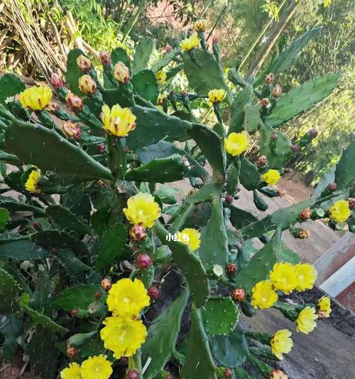 仙人掌开花的寓意与象征（探索仙人掌开花的奇妙之美）
