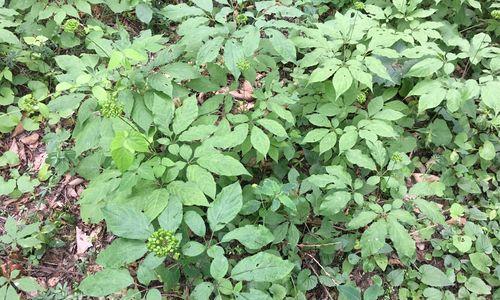 人参开花时间和生长周期详解（探究人参开花时间及对其生长的影响）