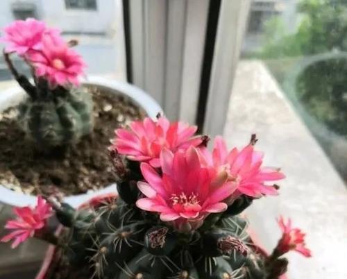 仙人掌开花的寓意与象征（探索仙人掌开花的奇妙之美）