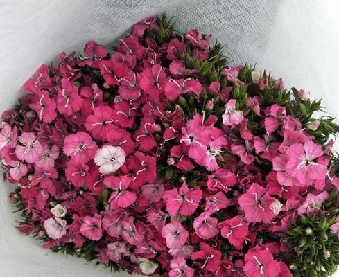 相思梅花（相思梅的花语及寓意详解）