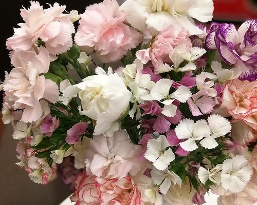 相思梅花（相思梅的花语及寓意详解）