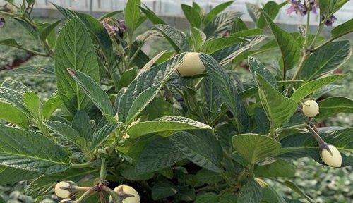 人参（探究人参的生命周期及其种植特点）