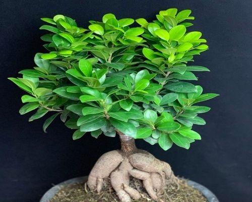 人参养殖全指南(人参有毒吗) 人参养殖全指南(人参有毒吗)