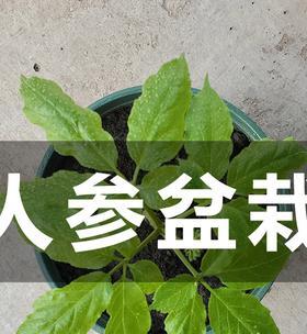 人参养殖全指南(人参有毒吗) 人参养殖全指南(人参有毒吗)