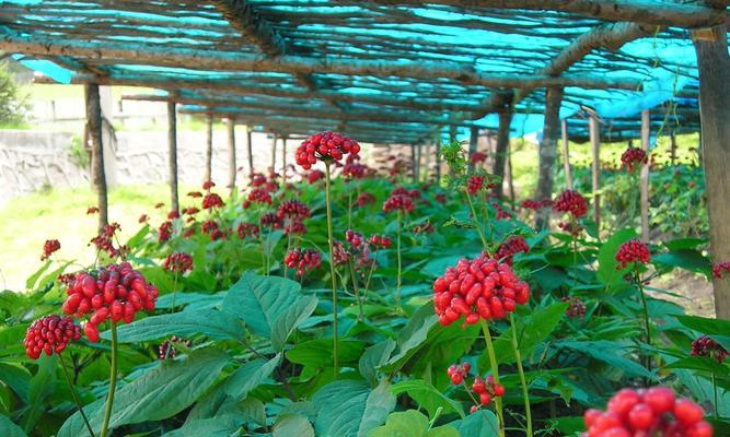 人参养殖全指南(人参有毒吗) 人参养殖全指南(人参有毒吗)