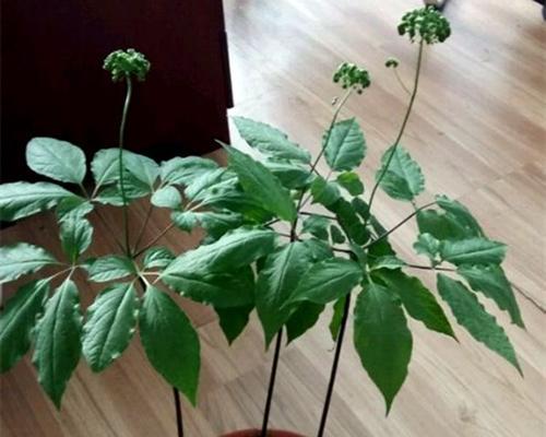 人参种植技巧详解（从种子到成品）