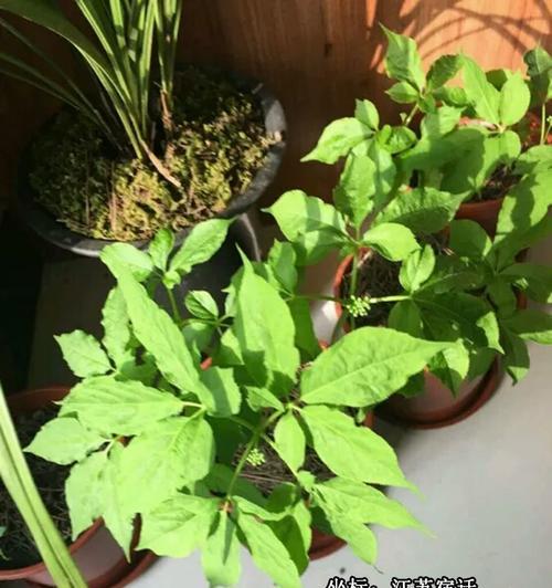 人参种植技巧详解（从种子到成品）