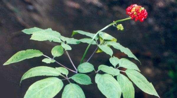 人参的种植时间和生长周期(掌握合适的种植时间) 人参的种植时间和生长周期(掌握合适的种植时间)