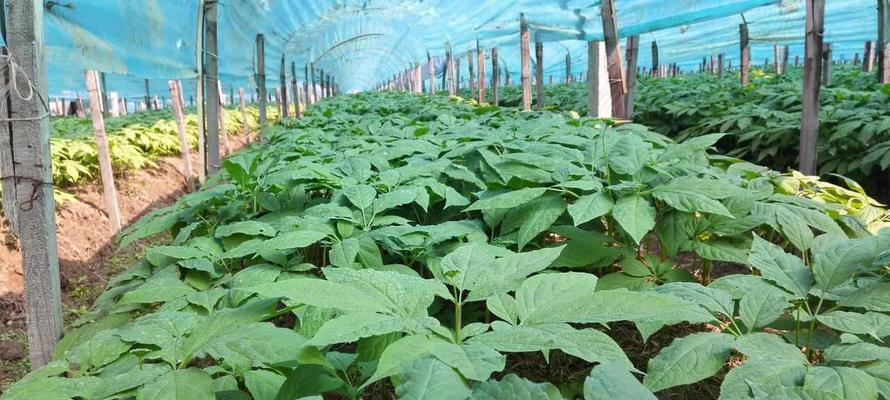 人参的种植时间和生长周期(掌握合适的种植时间) 人参的种植时间和生长周期(掌握合适的种植时间)