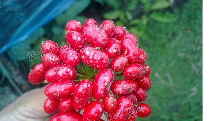 人参种子的最佳种植时间（如何选择种植人参种子的时间）