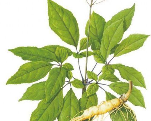 人参种子的最佳种植时间（如何选择种植人参种子的时间）