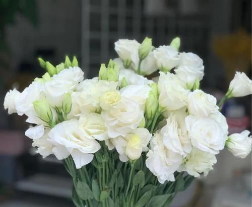 香槟洋桔梗花语（用香槟洋桔梗传达爱与美好）