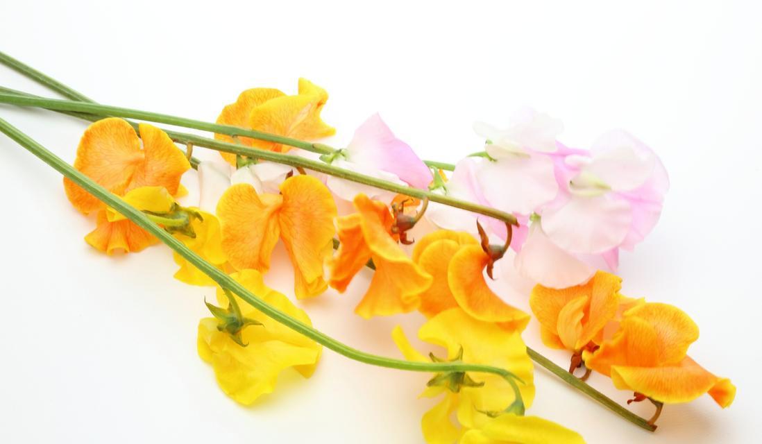 香豌豆花语（探寻香豌豆花的神秘之处）