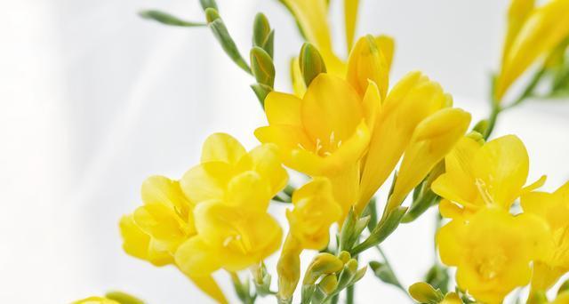 以香雪兰的花语（寄托纯洁与坚强——香雪兰花语解析）
