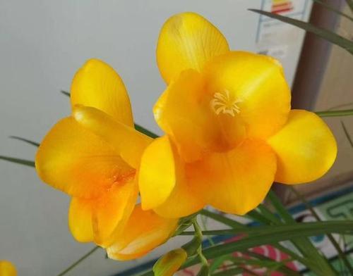 以香雪兰的花语（寄托纯洁与坚强——香雪兰花语解析）