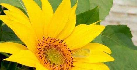 向日葵的花语与寓意（用向日葵解读心灵的阳光）