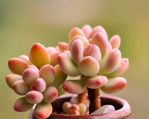 人奶浇花？别急，先看看这些吧！