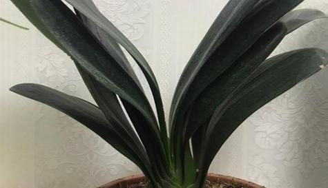 人尿可以作为君子兰的肥料吗（利弊分析及正确使用方法）