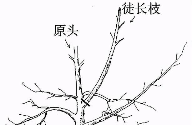 人心果修剪技巧（掌握正确的修剪方式）