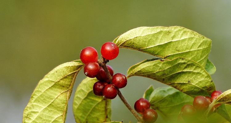 忍冬果实的营养与美食（了解忍冬果实的营养价值与美食方法）