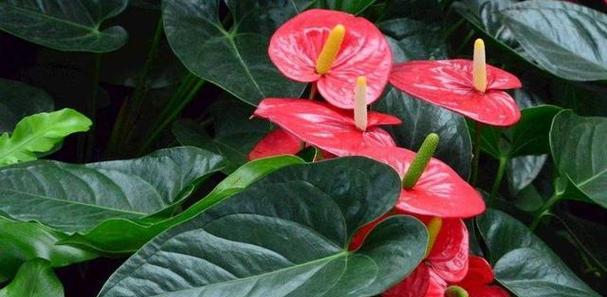 买错花怎么办（15个花卉种类介绍及使用场景）
