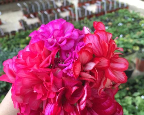 买错花怎么办（15个花卉种类介绍及使用场景）