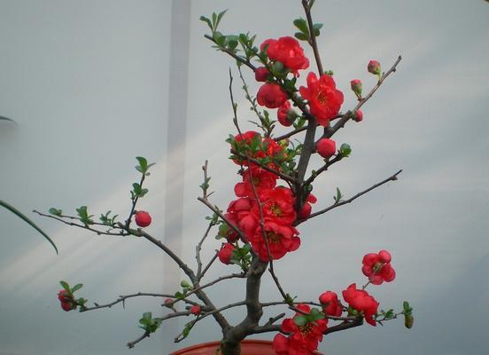 日本海棠，花开耐寒（探寻日本海棠适应寒冷环境的秘密）