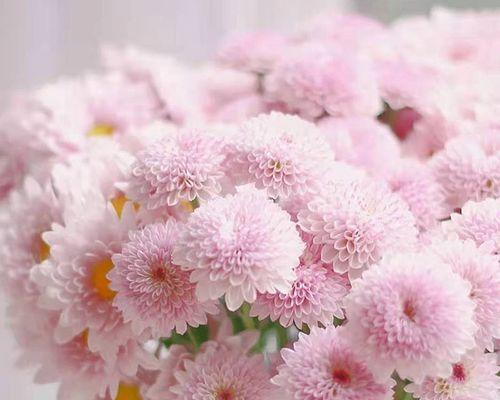 小雏菊花语的含义及象征意义（探索小雏菊花语）