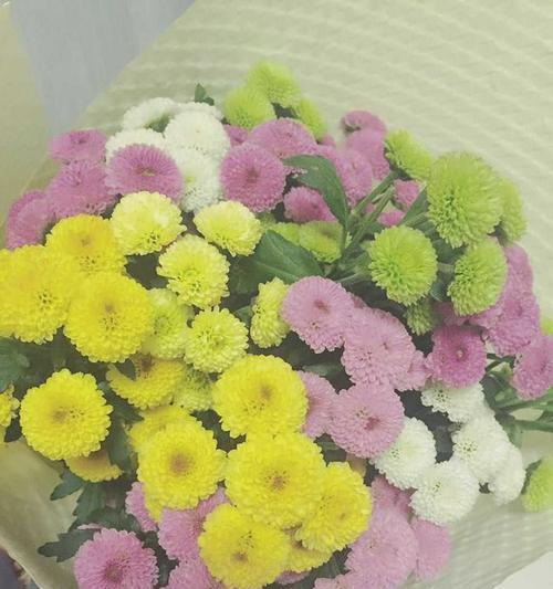 小雏菊的花语与意义（探寻小雏菊的花语）