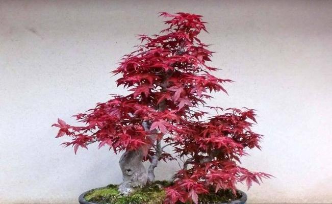 如何养护日本红枫（打造美丽园林的关键）
