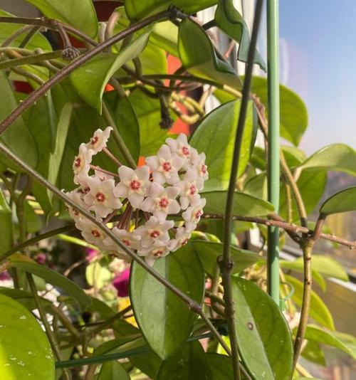 日本球兰开花有毒吗（解析日本球兰的毒性及室内养护技巧）