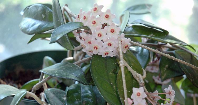 日本球兰开花有毒吗（解析日本球兰的毒性及室内养护技巧）
