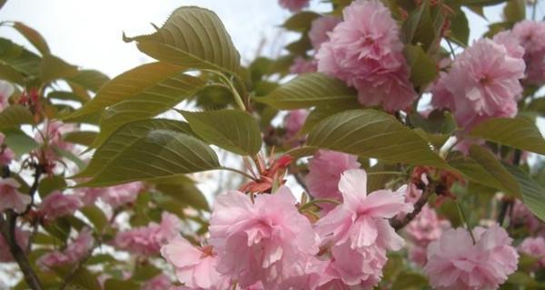 日本晚樱开花季节（赏樱的最佳时间和地点）