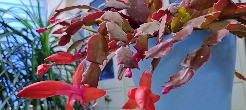 蟹爪兰的花语与美丽背后的寓意（探索蟹爪兰花语的奥秘）