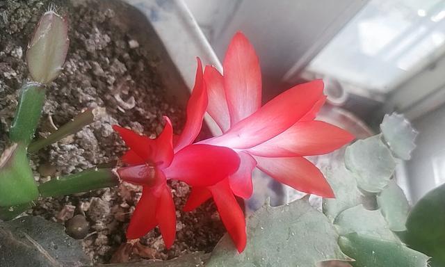 蟹爪兰的花语与美丽背后的寓意（探索蟹爪兰花语的奥秘）