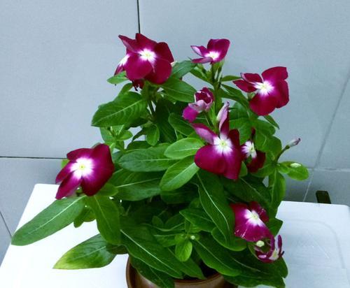 日日春花期，春季观花好去处（赏花好时节）
