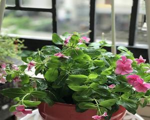 日日春花期，春季观花好去处（赏花好时节）