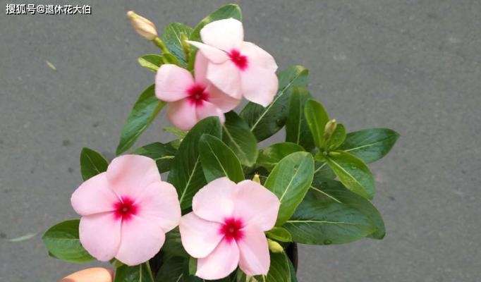 日日春花期，春季观花好去处（赏花好时节）